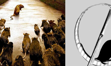 Ook de rat kan gedachten lezen