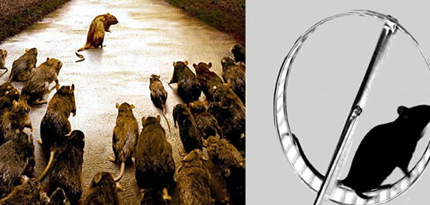 Ook de rat kan gedachten lezen