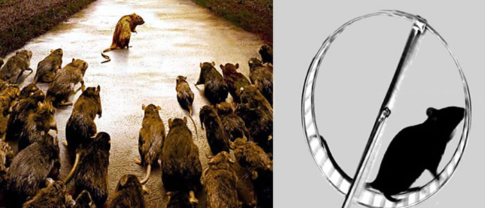 Ook de rat kan gedachten lezen