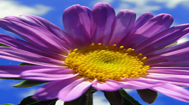 Ariane Grigo: Ontdek de volgende stap naar verbinding