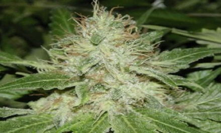 Monique heelt dankzij mediwiet