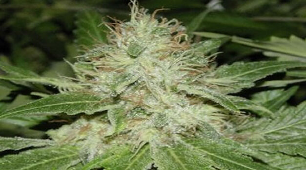 Wietgebruik goed voor bloedsuikers