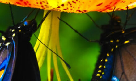 The 12 Year Old Girl Who Silenced the World for 6 Minutes