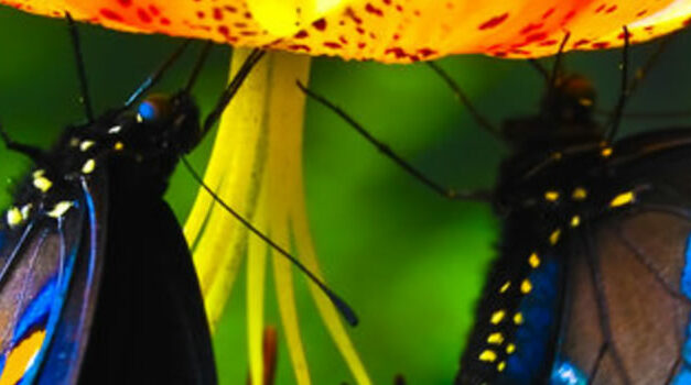 The 12 Year Old Girl Who Silenced the World for 6 Minutes