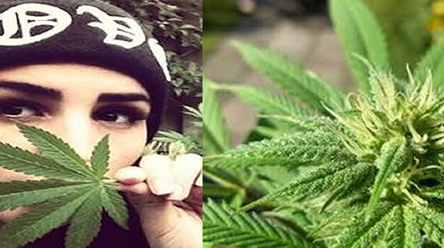 Rauwe hennep is zo gek nog niet