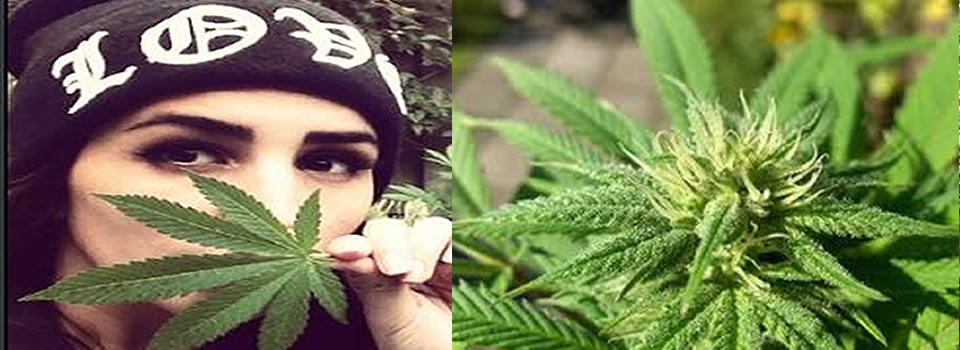 Hennep en de gezondheidheidsvoordelen