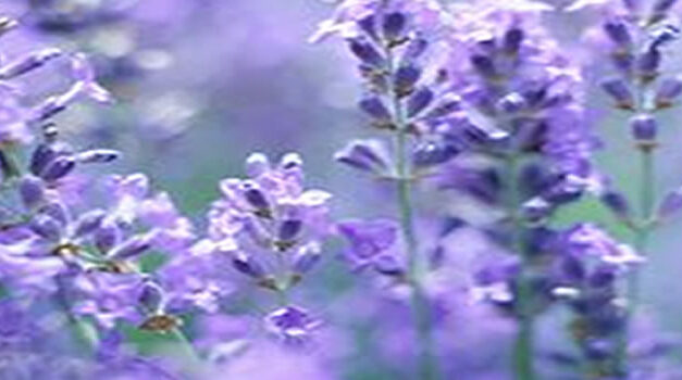 Ex CIA agent explains how to delete the elite!