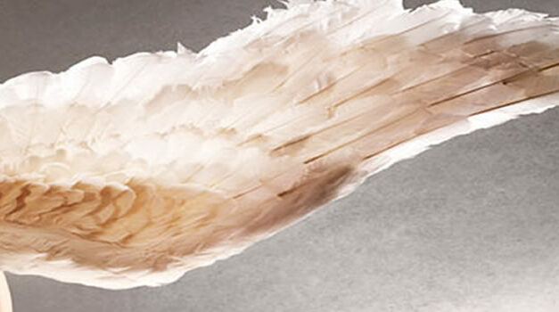 Geef je leven vleugels, 10 redenen voor optimisme