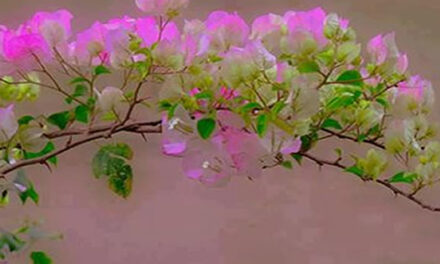 De kracht van kwetsbaarheid