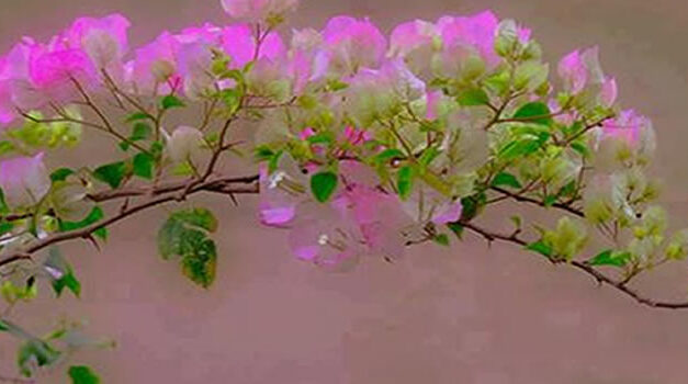 De kracht van kwetsbaarheid