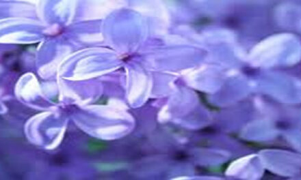 Rahma Hulsman, vrouw met goed hart