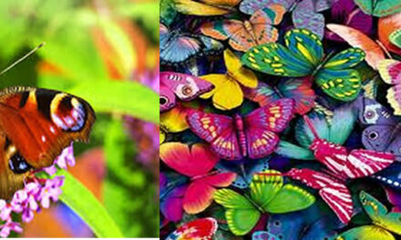 8 year old kid builds crystal grids to clear negative energy