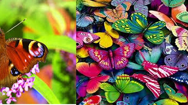 Sacred Economics with Charles Eisenstein – A Short Film