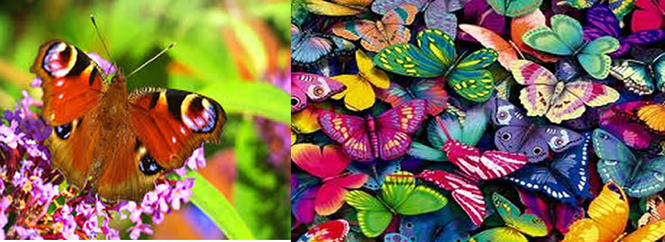 Sacred Economics with Charles Eisenstein – A Short Film