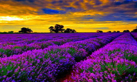 Stralingsvrije zones in Frankrijk