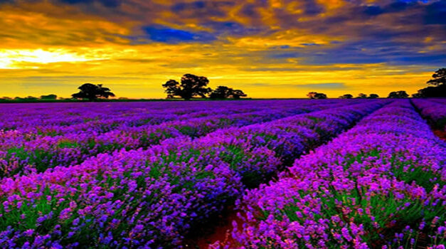 Stralingsvrije zones in Frankrijk