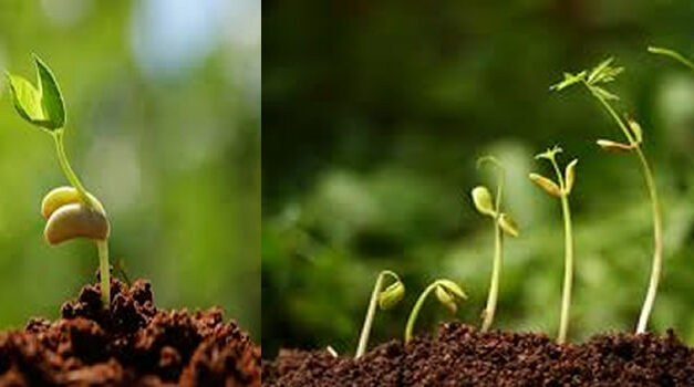 Gezonde voeding verjongt