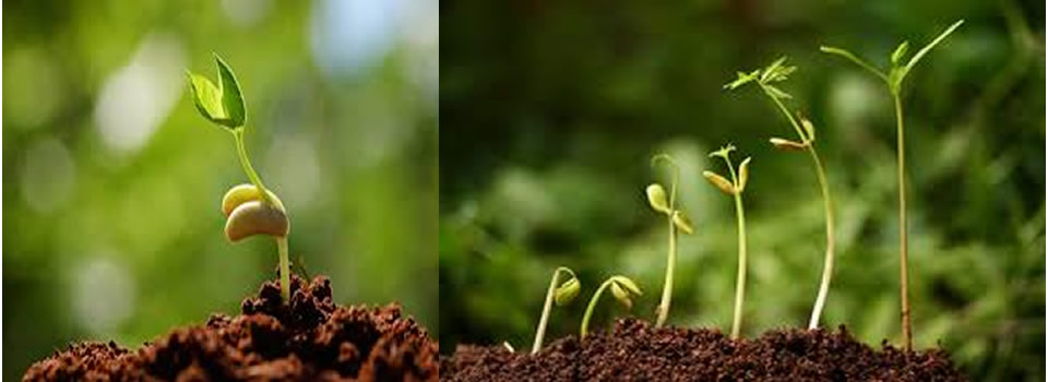 Gezonde voeding verjongt