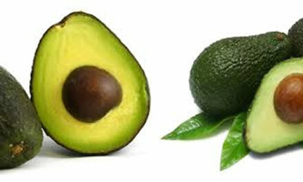 Superfood, heerlijke avocado’s