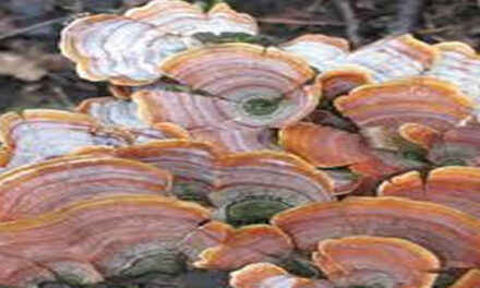 Turkse ‘paddestoelen’ ter versterking van het immuumsysteem