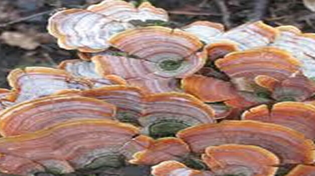 Turkse ‘paddestoelen’ ter versterking van het immuumsysteem