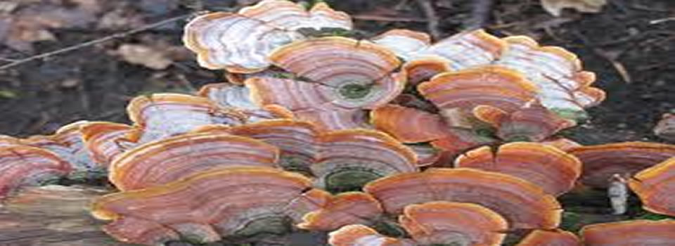 Turkse ‘paddestoelen’ ter versterking van het immuumsysteem