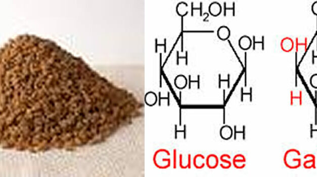 Galactose, onmisbaar voor onze gezondheid