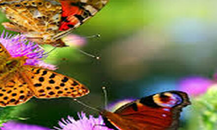 The Journey Beyond Enlightenment and Ascension