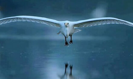 Berkeley Team produceert energie van oceaan golven