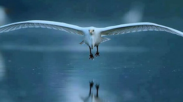 Berkeley Team produceert energie van oceaan golven