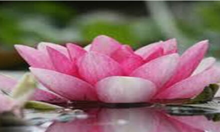 Babysterfte flink afgenomen