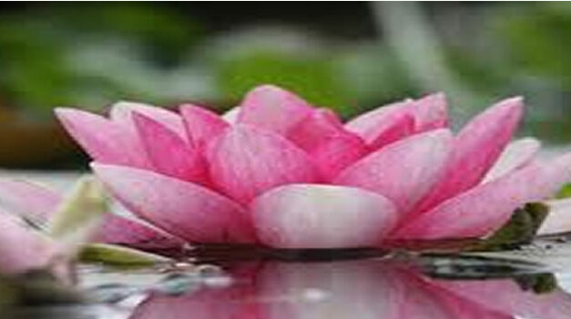 Babysterfte flink afgenomen