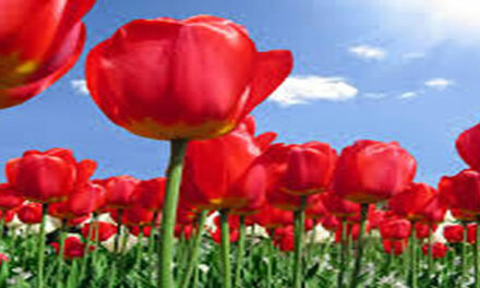 Panopticon – Nederlandse docu over jouw privacy