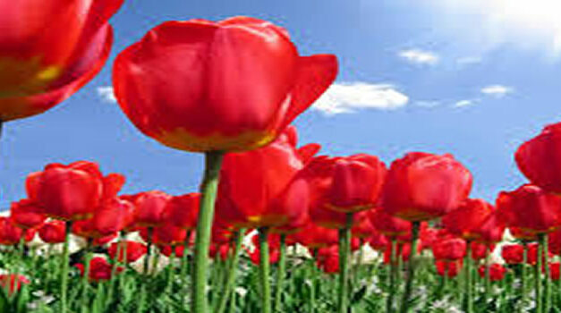 Panopticon – Nederlandse docu over jouw privacy