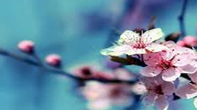 Voorjaarsreiniging van het lichaam