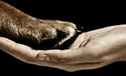 Artsen en psychologen gebruiken steeds vaker dieren in therapie