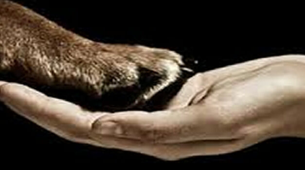 Artsen en psychologen gebruiken steeds vaker dieren in therapie