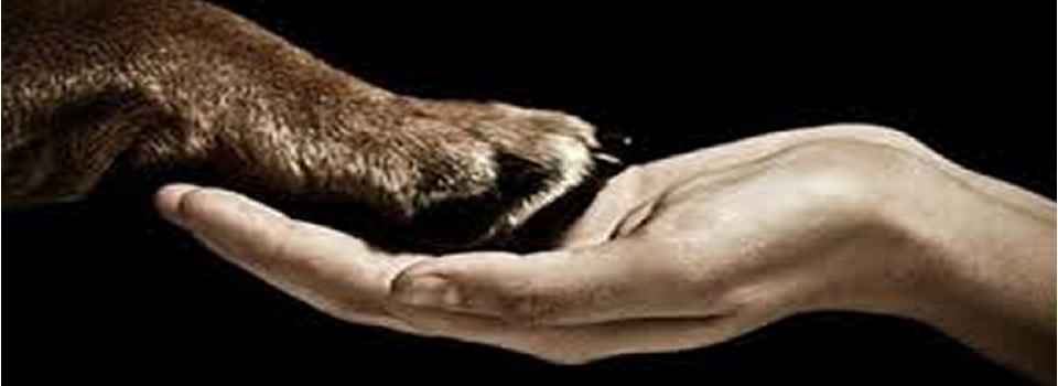 Artsen en psychologen gebruiken steeds vaker dieren in therapie