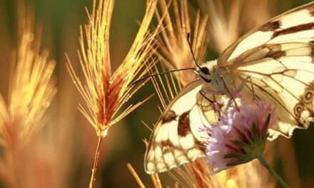Dr. Elisabeth Kübler-Ross’ son Ken, speaks about his mother’s legacy.