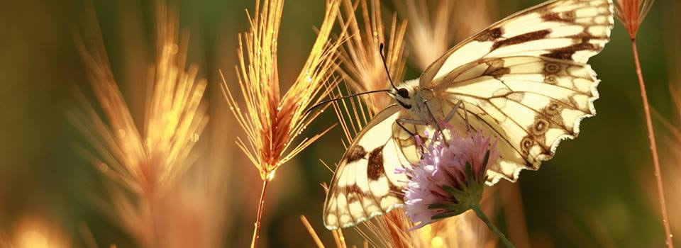 Dr. Elisabeth Kübler-Ross’ son Ken, speaks about his mother’s legacy.