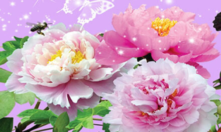 MAAR DE LENTE WIST HET NIET….