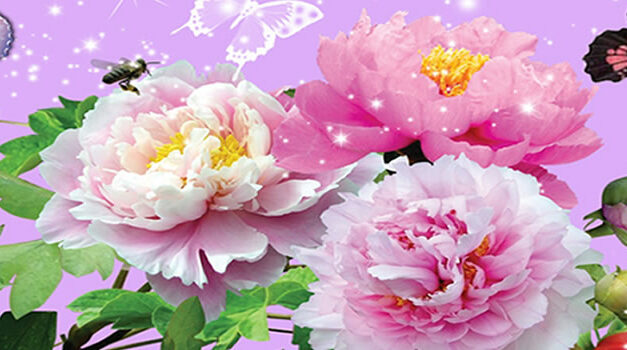 De natuur en haar verbondenheid met de menselijke ziel