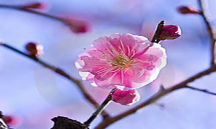 Exploring the Nature of Consciousness