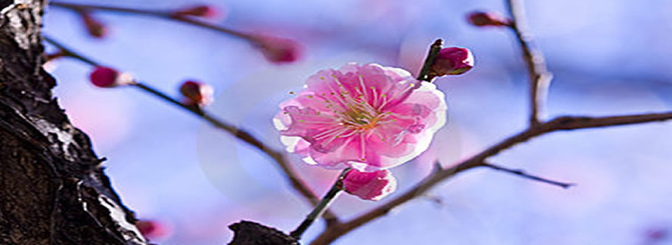 Holistisch huisarts legt uit: zo beïnvloeden je emoties jouw immuunsysteem