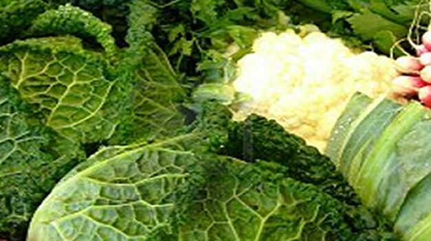 Americans Growing More of Their Own Food