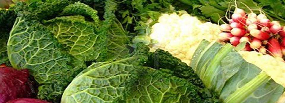 Americans Growing More of Their Own Food