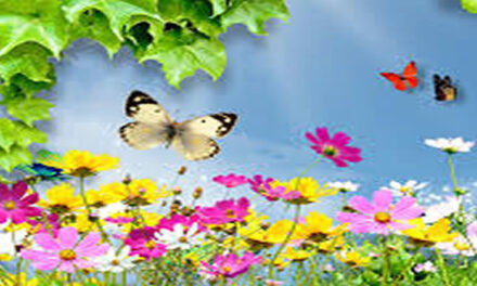 Hoe was het op school?