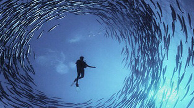 De spil in de visgroothandel is Mike de Houck