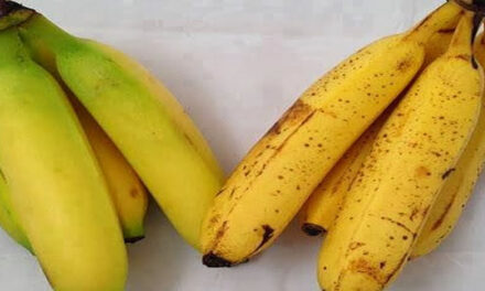 You’ll Never Look At A Banana The Same Way Again