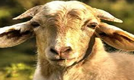 Het jaar van de geit 2015